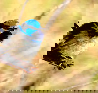 Shepherds Bush - Accommodation Rockhampton