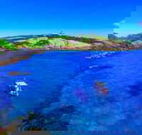 Snorkelling Montague Island - Accommodation Rockhampton