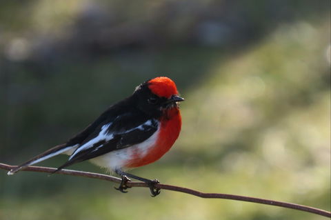 Weddin Bird Trails - Accommodation Rockhampton 0
