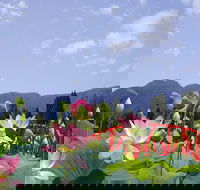 Blue Lotus Water Garden - Accommodation Rockhampton