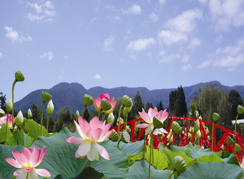 Blue Lotus Water Garden - Accommodation Rockhampton 0