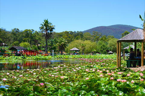 Blue Lotus Water Garden - Accommodation Rockhampton 1