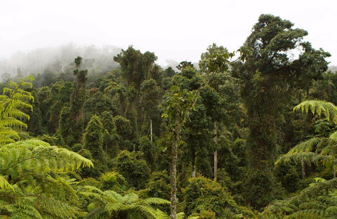 Cascade National Park - Accommodation Rockhampton 0