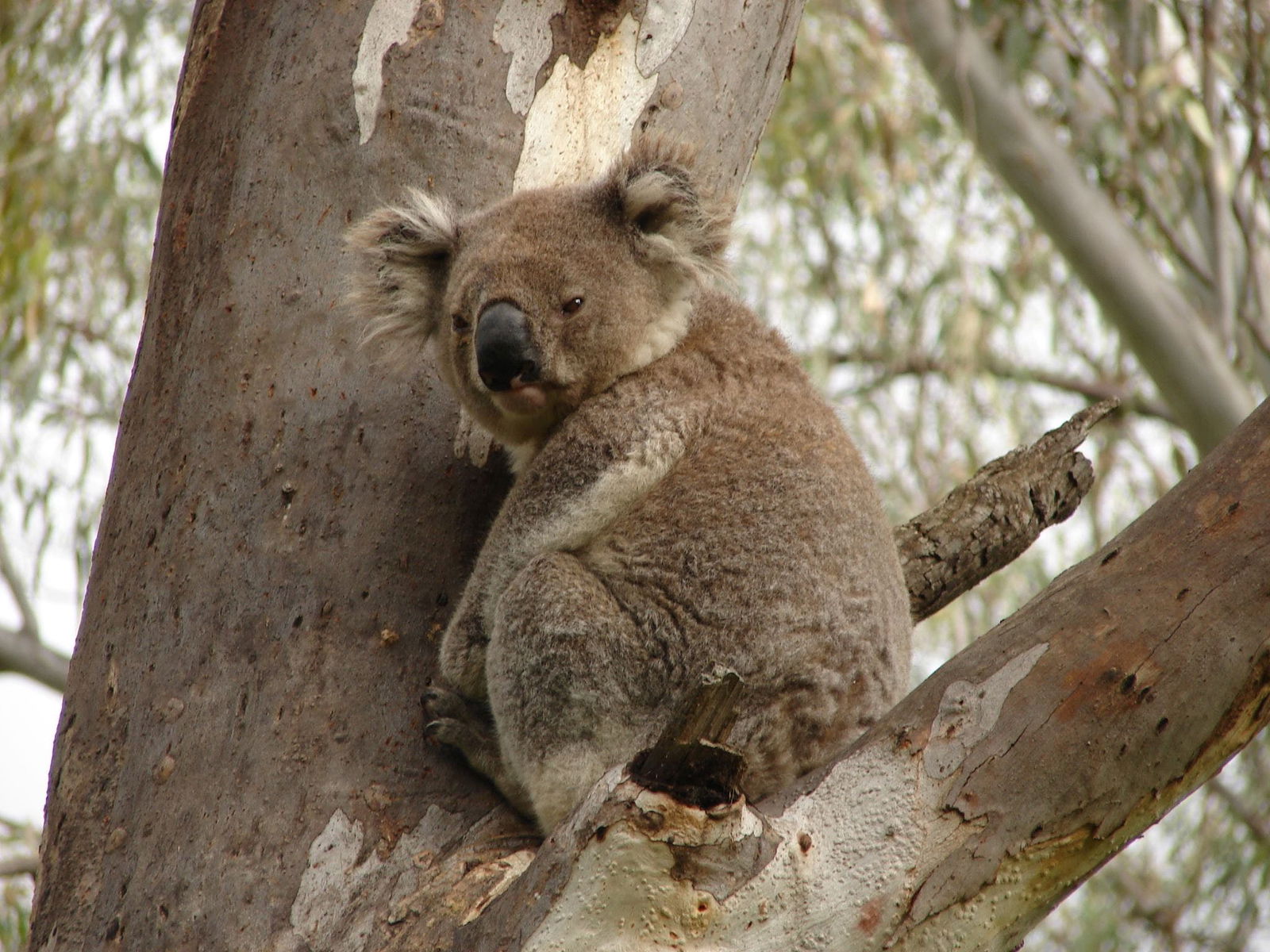 Narrandera NSW Accommodation Rockhampton