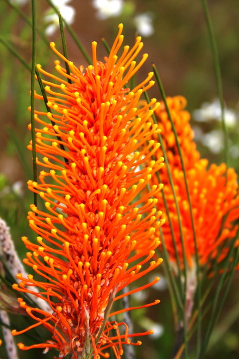 Wongan Hills Wildflowers - Accommodation Rockhampton 0