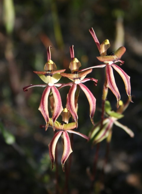 Wongan Hills Wildflowers - Accommodation Rockhampton 1