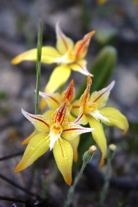 Wongan Hills Wildflowers - Accommodation Rockhampton 2