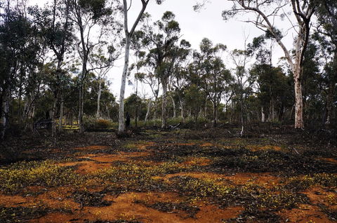 Woylie Walk, Dryandra Woodland - Accommodation Rockhampton 0