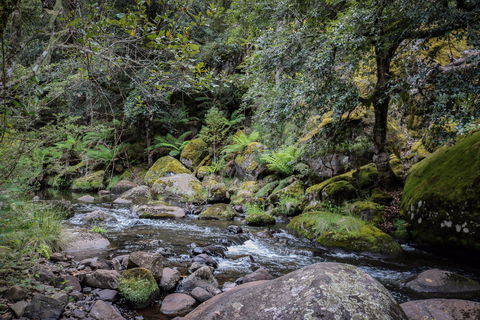 Barrington Tops State Forest - Accommodation Rockhampton 1