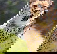 Billabong Zoo Koala and Wildlife Park - Accommodation Rockhampton