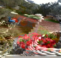 Blue Hills Berries and Cherries - Accommodation Rockhampton