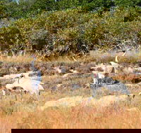 Cape Keraudren Nature Reserve - Accommodation Rockhampton