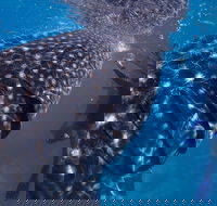 Coastal Water Dive - Accommodation Rockhampton