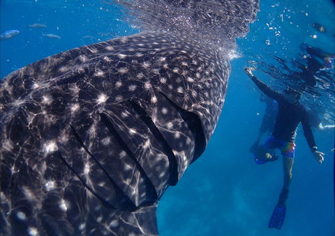 Coastal Water Dive - Accommodation Rockhampton 0