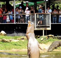 Crocodylus Park and Zoo - Accommodation Rockhampton