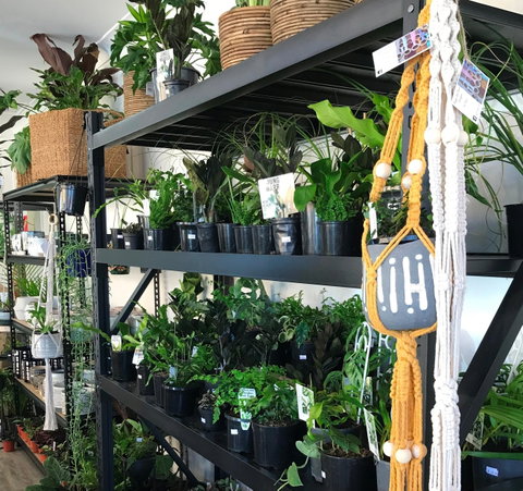 Fancy Plants - Accommodation Rockhampton 0