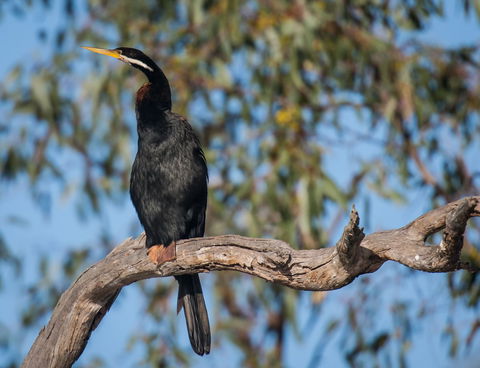 Greenough River Nature Trail - Accommodation Rockhampton 0