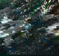 Howard Springs Nature Park - Accommodation Rockhampton