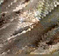 Koala Spotting Narrandera - Accommodation Rockhampton