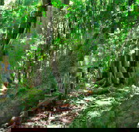 Mary Cairncross Scenic Reserve - Accommodation Rockhampton