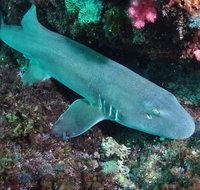 Middle Reef Dive Site - Accommodation Rockhampton