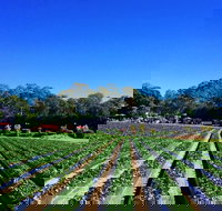 Palmview - Accommodation Rockhampton