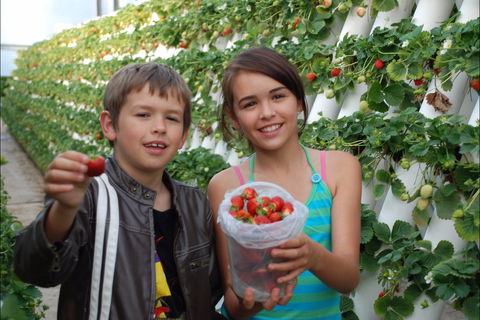 Ricardoes Tomatoes And Strawberries Farm, Port Macquarie - Accommodation Rockhampton 2