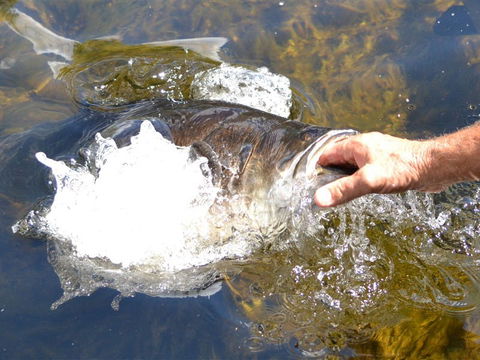Barra Feeding - Accommodation Rockhampton 1