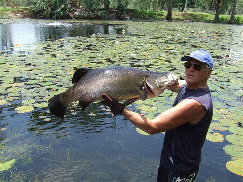 Barra Feeding - Accommodation Rockhampton 2