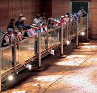 Lark Quarry Conservation Park - Accommodation Rockhampton