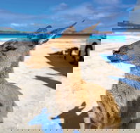 Lucky Bay - Accommodation Rockhampton