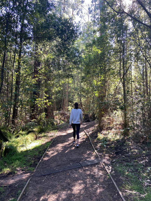 Lyrebird Circuit Walk - Accommodation Rockhampton 0