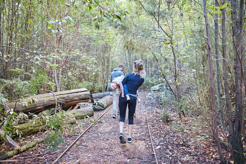 Lyrebird Circuit Walk - Accommodation Rockhampton 1