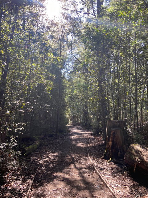 Lyrebird Circuit Walk - Accommodation Rockhampton 2