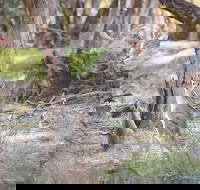 Nyah Vinifera Park - Accommodation Rockhampton