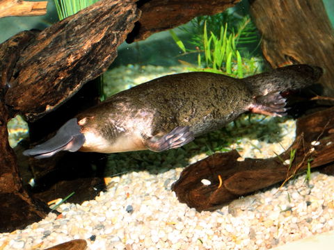 Platypus House - Accommodation Rockhampton 0