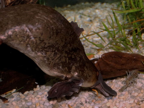 Platypus House - Accommodation Rockhampton 1