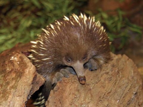 Platypus House - Accommodation Rockhampton 2