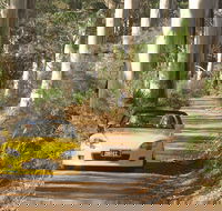 Scotsdale Tourist Drive - Accommodation Rockhampton