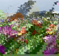 Smokin Heights Iris Display Garden - Accommodation Rockhampton