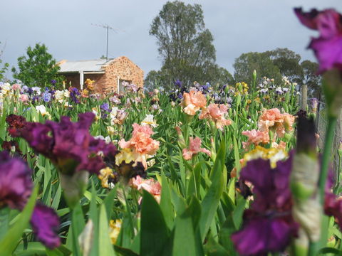 Smokin Heights Iris Display Garden - Accommodation Rockhampton 0