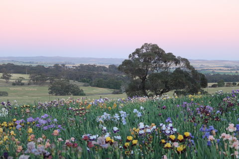 Smokin Heights Iris Display Garden - Accommodation Rockhampton 1