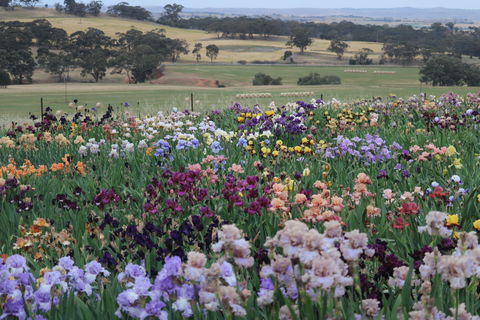 Smokin Heights Iris Display Garden - Accommodation Rockhampton 2