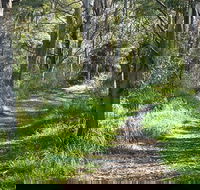 Stoodley Forest Walk and Arboretum - Accommodation Rockhampton