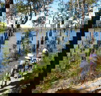 Wellington Discovery Forest - Accommodation Rockhampton