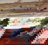 Bird Watching in Narrandera - Accommodation Rockhampton