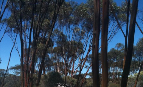 Boorabbin National Park - Accommodation Rockhampton 0