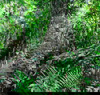 Djiru National Park - Accommodation Rockhampton