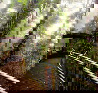 Dorrigo National Park - Accommodation Rockhampton