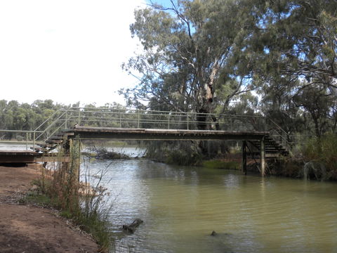 Junction Island Nature Reserve, Canoe Tree And Walking Track - Accommodation Rockhampton 0